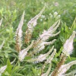 Culver's Root